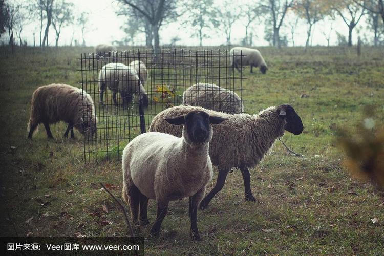 羊羔,自然,牲畜,匈牙利,图像