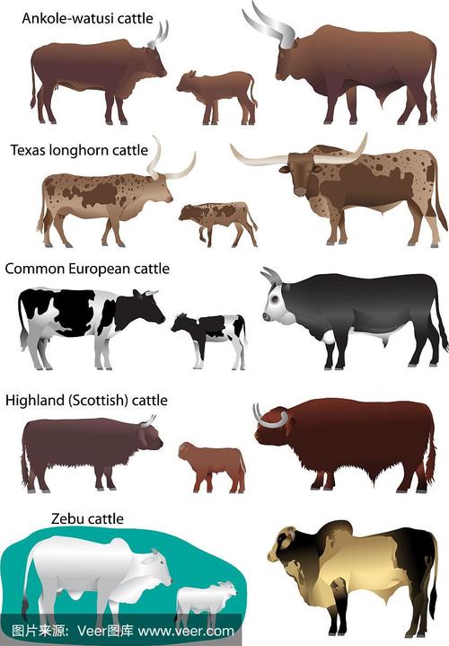 牛,小的,牲畜,宠物,图像